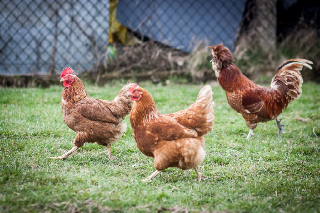 Poultry Farm